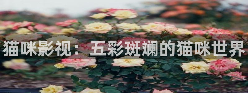 爱丫爱丫兄妹在线电视剧：猫咪影视：五彩斑斓的猫咪世界